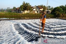 Petambak garam Lamongan sebut produksi 2026 lebih baik
