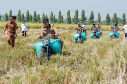 Produktivitas padi Truni Lamongan capai 11,3 ton per hektare