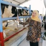Khofifah dorong produktivitas sapi perah di Jawa Timur
