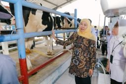 Khofifah dorong produktivitas sapi perah di Jawa Timur