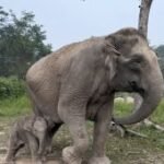 Kemenhut umumkan kelahiran anak gajah baru di TN Tesso Nilo