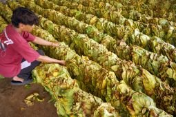 Dinas Pertanian sebut harga tembakau rajangan Tulungagung capai Rp130 ribu