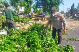 Polisi dan petugas gabungan evakuasi pohon tumbang di Sidoarjo