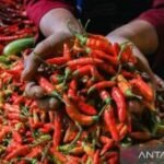 Harga pangan Kamis ini, cabai rawit Rp104.850/kg dan telur ayam Rp30.100/kg