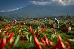 DKPP Lumajang fasilitasi kebutuhan petani hortikultura saat kemarau