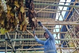 Pemkab Lumajang bantu petani tembakau dengan DBHCHT