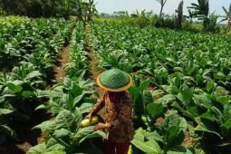 Pemkab Lumajang sebut harga tembakau tembus Rp60 ribu/kg
