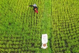 Pupuk Indonesia tegaskan petani jadi prioritas pupuk terjangkau