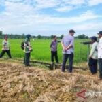 Pemkab Sumenep tingkatkan produksi pertanian melalui Gede Taninya