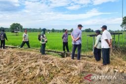 Pemkab Sumenep tingkatkan produksi pertanian melalui Gede Taninya