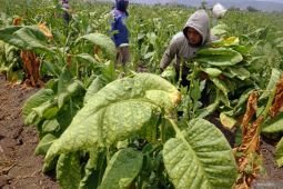 Panen tembakau Gagang Sidi di Tulungagung