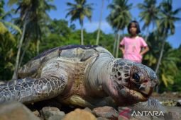Polisi dalami dugaan WNA Tiongkok buru penyu sisik di Raja Ampat