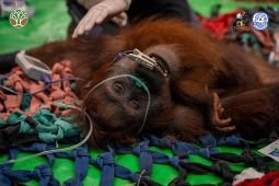 Three wildfire-affected orangutans rescued in West Kalimantan