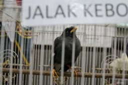Pengungkapan kasus penyelundupan satwa