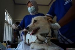 Vaksinasi rabies gratis di Tulungagung