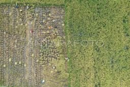 Pemerintah hitung ulang ketahanan pangan RI petakan dampak El Nino