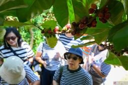 Wisata edukasi di perkebunan kopi Banyuwangi