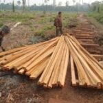 Kemenhut tahan dua tersangka pembalakan di habitat harimau di Jambi