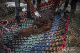 Kemenhut evakuasi 100 satwa liar dari lokasi karhutla