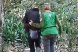 East Kalimantan monitors 11 orangutans evacuated from forest fires
