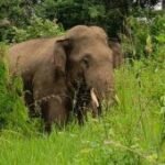 Aceh group urges protection of Sumatran elephant corridors