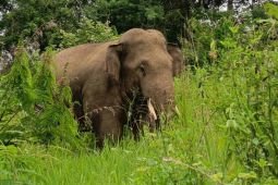 Aceh group urges protection of Sumatran elephant corridors