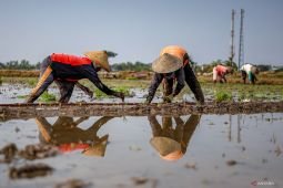 Nilai tukar petani Agustus 2026 naik