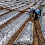 Penggunaan plastik mulsa untuk pertanian saat musim kemarau