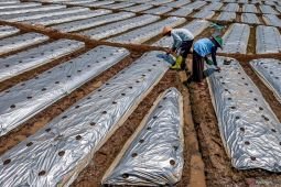 Penggunaan plastik mulsa untuk pertanian saat musim kemarau