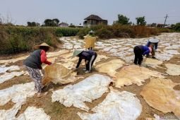 Pengolahan kulit sapi untuk bahan baku makanan dan kerajinan