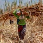 Peningkatan produksi tebu nasional
