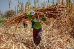 Peningkatan produksi tebu nasional