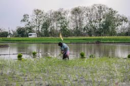 Perusahaan pengembangan petani luncurkan fitur analisa harga pasar