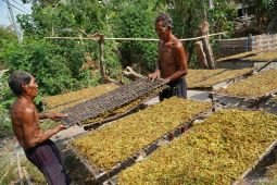 Harga tembakau rajangan di Jombang turun