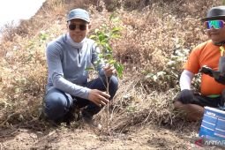Bappenas plants banyan trees to protect Rinjani's environment