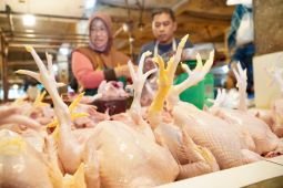 Bapanas siapkan subsidi angkut demi wajarkan harga daging ayam