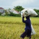 Bulog Jatim sumbang hampir 25 persen pengadaan beras nasional