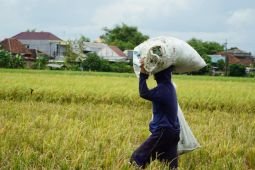 Bulog Jatim sumbang hampir 25 persen pengadaan beras nasional