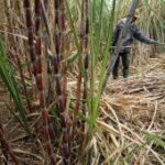 Pemkab Tulungagung dukung produktivitas tebu lewat bongkar ratoon