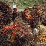 Kemendag: Harga referensi CPO turun pada November 2026