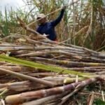 Panen tebu program peremajaan tanaman di Tulungagung