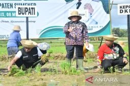 Produksi beras di Sumenep meningkat 3,64 persen