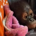 BKSDA Kaltim pastikan perawatan medis bagi bayi orangutan lemas