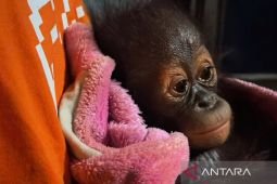 BKSDA Kaltim pastikan perawatan medis bagi bayi orangutan lemas
