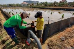 Pengendalian hama tikus pada lahan pertanian di Tuban